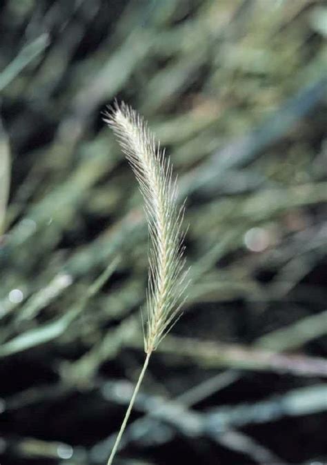 Elymus Virginicus Virginia Wild Rye Seed Pa Ecotype Native Plants