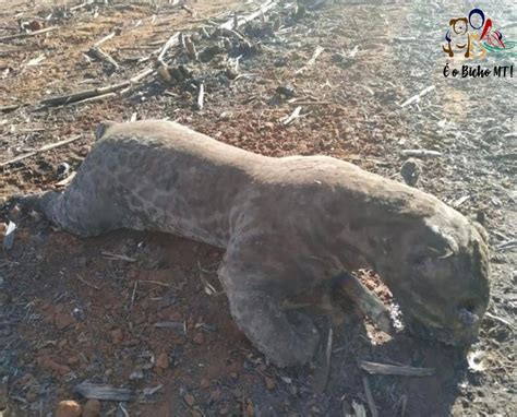 ONG divulga imagem de animais queimados e afirma que são de incêndios