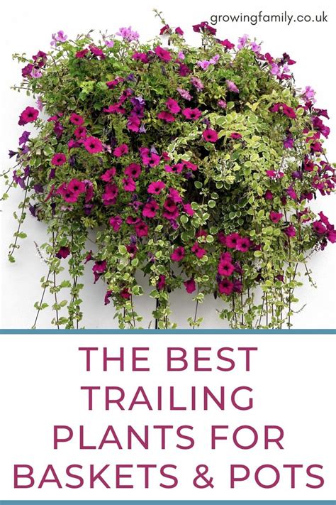 The Best Trailing Plants For Baskets And Pots