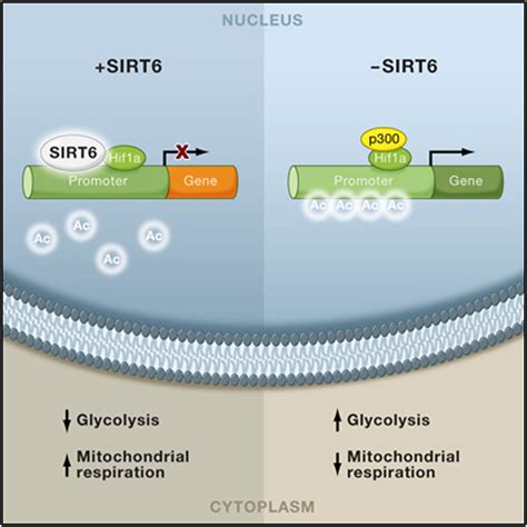 The Histone Deacetylase Sirt6 Regulates Glucose Homeostasis via Hif1α Cell