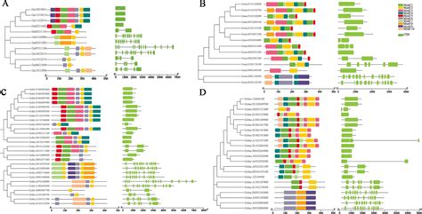 Phylogenetic Tree Conserved Motifs And Gene Structure Analysis Of The