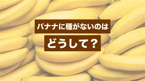 バナナに種がないのはどうして？種がないのになぜ育つ？ クラシル