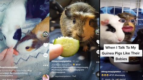 The Guinea Pig Station Tiktok Compilation Youtube