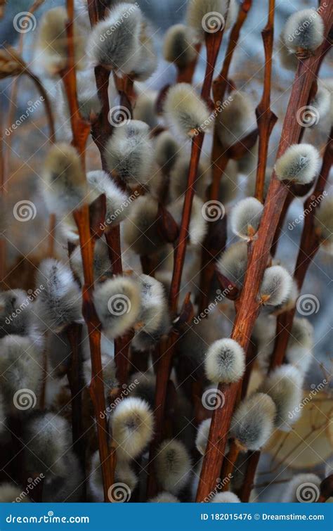 Willow Catkins In Spring Stock Photo Image Of Closeup