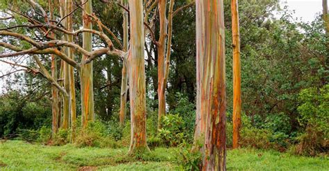 Painted Bark Eucalyptus Trees Maui Hawaii