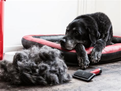 Cat And Dog Shedding Why It Happens And How To Manage