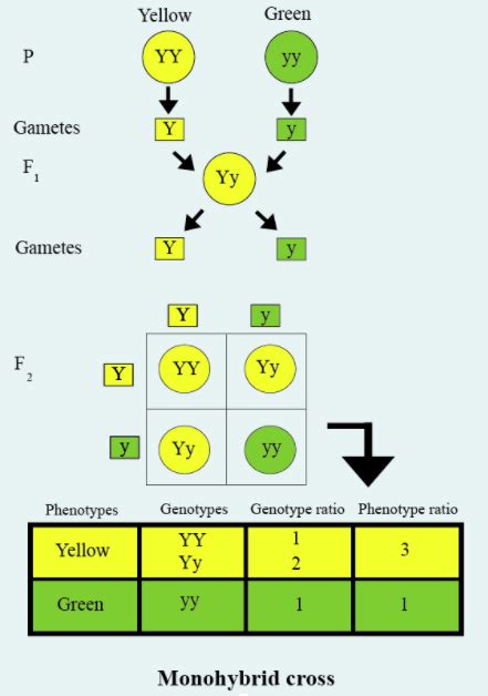 How Do Mendel S Experiments Show That The Traits May Be Dominant Or