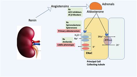 Renin–angiotensin–aldosterone pathway with therapeutic targets for ...