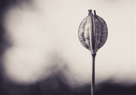 Seed Pod Plant Nature Close Free Photo On Pixabay