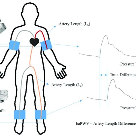 Measurements Of Heart Finger PWV The Time Difference Between The