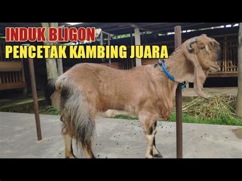 Induk Bligon Pencetak Kelas Juara Dan Penghasil Ratusan Juta Gentho