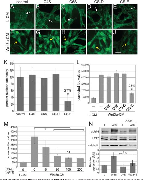 Pdf Inhibition By Chondroitin Sulfate E Can Specify Functional Wnt