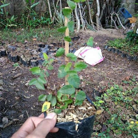 Jual Tanaman Hias Rambat Dolar Daun Kecil Pohon Dolar Daun Kecil