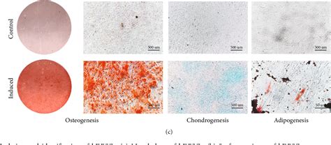 Figure 1 From EVL Promotes Osteo Odontogenic Differentiation Of Dental