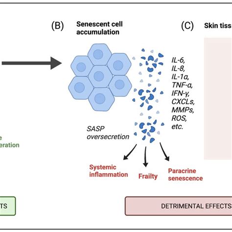 Schematic Representation Of The Effects Of Cellular Senescence On Skin Download Scientific