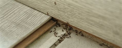 5 astuces pour éloigner naturellement les fourmis de votre maison