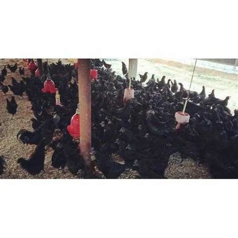 Black Kadaknath Chicken Breed For Poultry 1 To 1 5 Kg Rs 455 Piece Id 20439731797