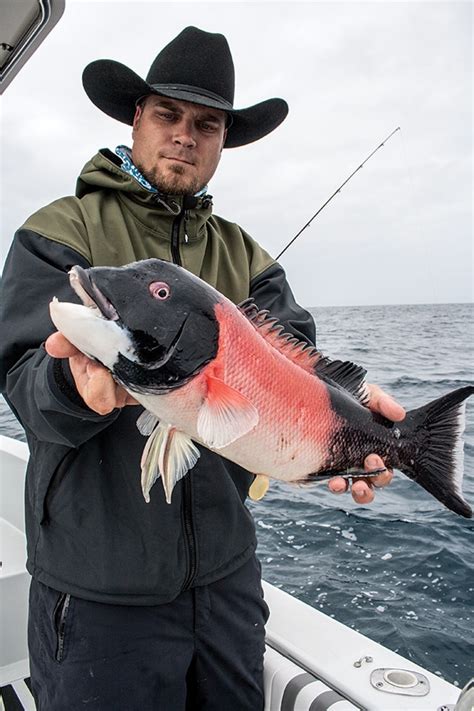 Goat Busters How To Catch California Sheephead Salt Water Sportsman