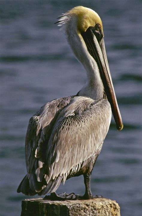 Pelican Profile Stock Photo Image Of Beak Close Nose 16862984