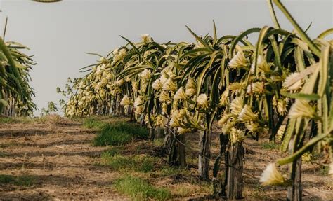 Descubriendo El Significado Oculto De Los N Meros En Las Frutas Una