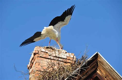 La Cigogne Oiseau Emblématique De Lalsace