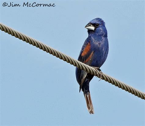 Ohio Birds And Biodiversity Once Rare Blue Grosbeak Sightings Increase Throughout Ohio