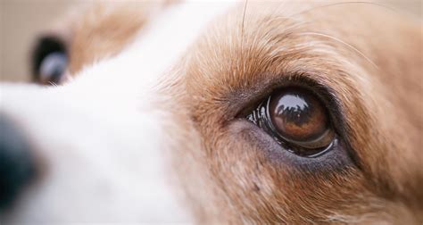 A List Of Common Eye Conditions In Canines Part 1 Petlifeca