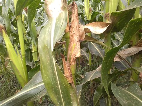 PENYAKIT TANAMAN JAGUNG DAN CARA PENGENDALIANNYA Pertanian