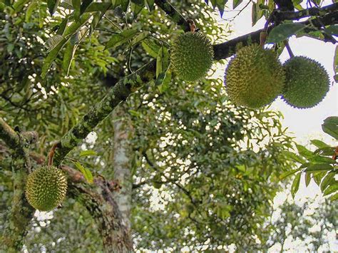 Cara Menanam Durian Agar Cepat Berbuah Berikut Panduan Lengkapnya