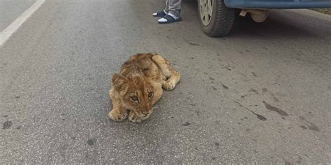 Oroszl Nk Lyk T Tal Ltak Szabadka K Zel Ben Az Ta Is K Zdenek Az