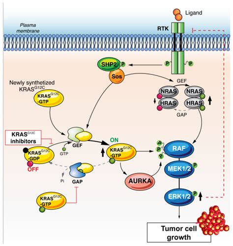 Kras G C Inhibitor Resistance Through Restoration Of Overall Ras