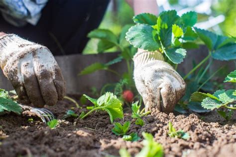 O Agricultor Cuida Das Plantas Na Horta Na Fazenda Conceito De