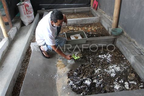 Budi Daya Maggot Swadaya Warga Di Malang Antara Foto