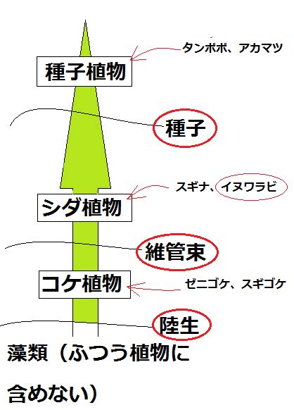 【高校生物】系統と分類「地球にはどのような生物がいるのか？」｜矢口はっぴー