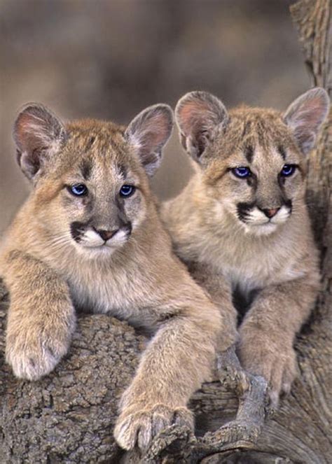 Mountain Lion Cubs Felis Concolor Captive by Dave Welling | Animals ...