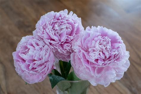 Pfingstrose Sarah Bernhardt Don Peony