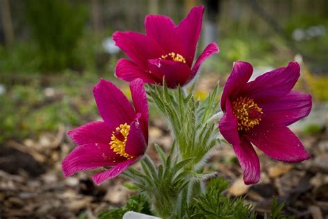 Pulsatilla Vulgaris Flowers Purple - Free photo on Pixabay - Pixabay