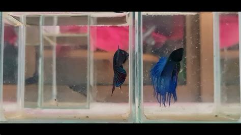 Kh Fish Vs Betta Fish YouTube