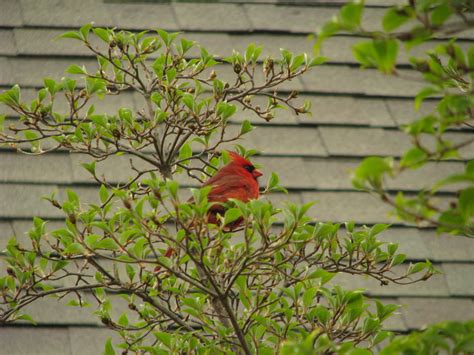 I Cardinal At Saint Peters Episcopal Church Lewes Del Flickr