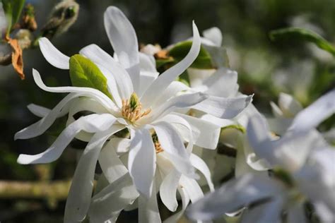 Magnolia Stellata Royal Star Star Magnolia