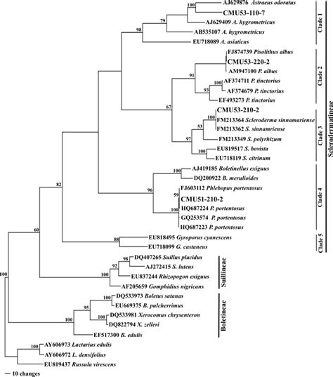 Maximum Parsimonious Trees Inferred From A Heuristic Search Of The