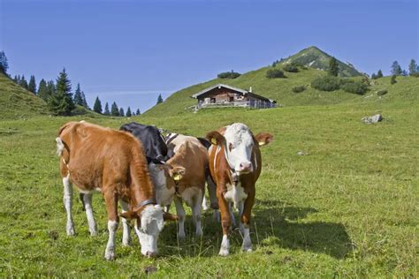 Hut to Hut in Austria and Bavaria - touching nature