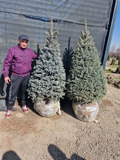 Голубые Ель туя смарагд: 5 000 тг. - Сад / огород Петропавловск на Olx