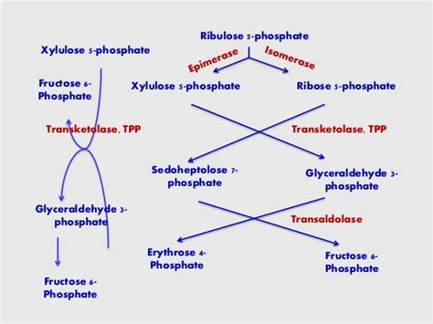 HMP SHUNT PATHWAY