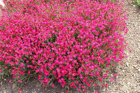 Dianthus Myrtinervius