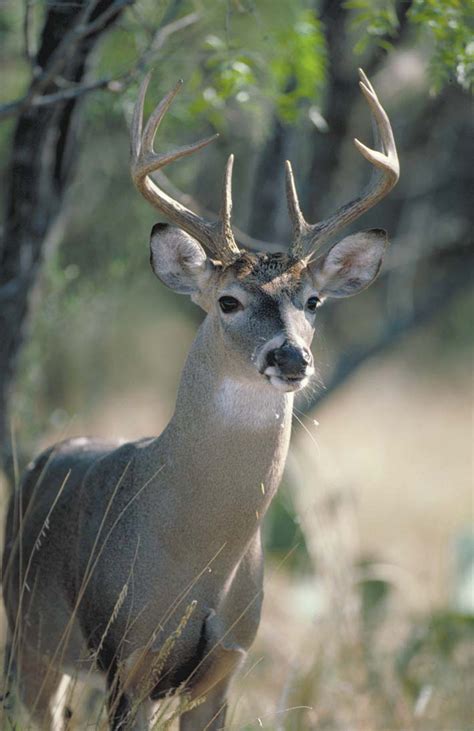 Age Determination Of White Tailed Deer Vista Mountain Wildlife