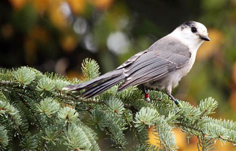 The Gray Jay: Canada’s National Bird – Gateway Gazette