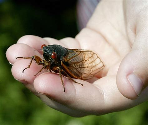 Suspicious Buzzing From Dogs Mouth Turns Out To Be Cicada