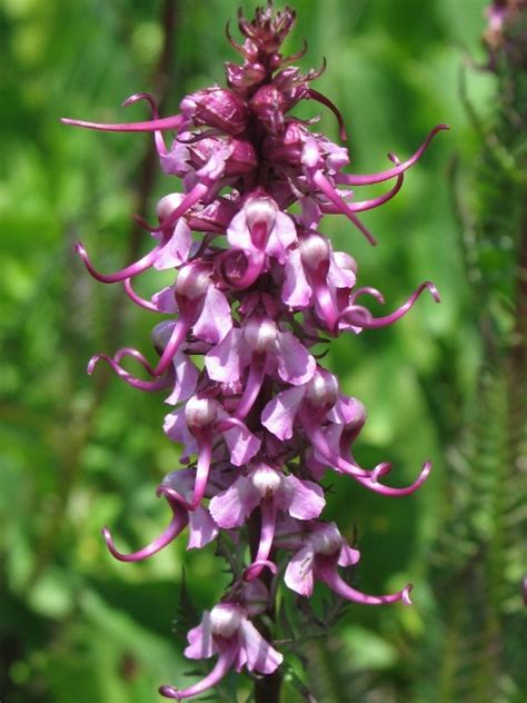 Elephant Heads Pedicularis Groenlandica