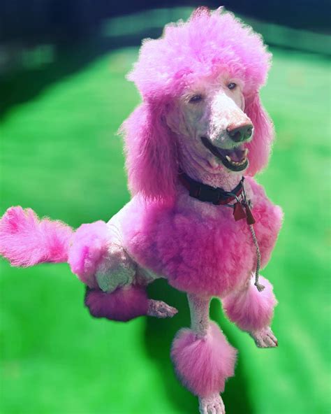 Cartoon Poodles Americas Favorite Poodles